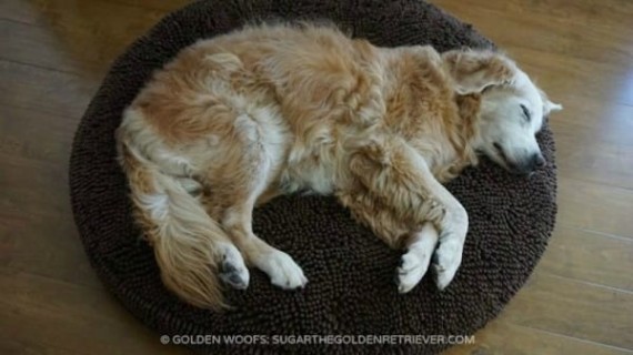 A strange dog plops down in a woman’s house with a note on his collar