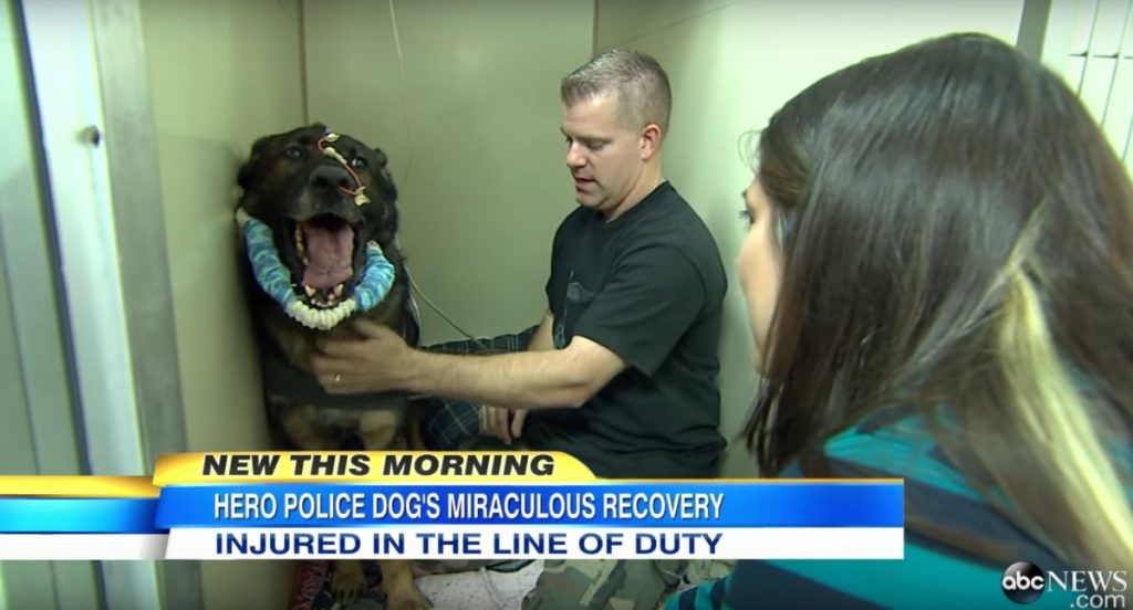 Police dog is shot in the line of duty, has priceless reaction when he reunites with cop