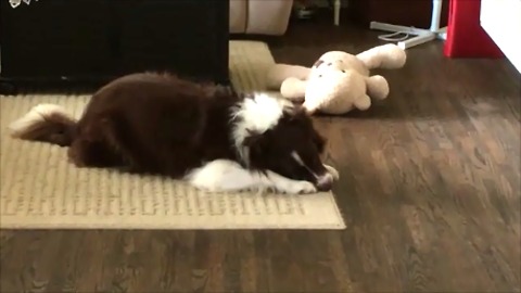 Dog thinks no one is watching, readies all of his toys — and the games begin