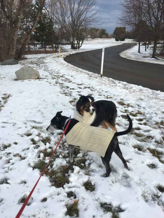 Every day, this dog walks 4 blocks on his own just to see his senior friend