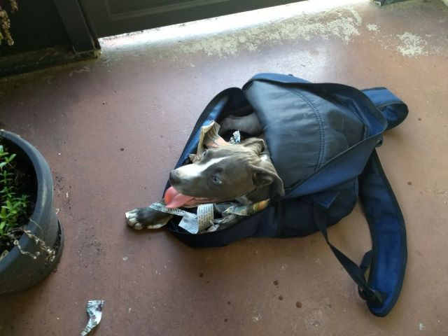 Man Shocked To Find Abandoned Puppy Stuffed In A Backpack In The Bed Of His Truck