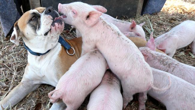 Formerly Stray Dog Adopts Rescue Piglets