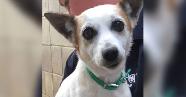 Jack Russell Terrier Abandoned With Nothing But Heartbreaking Note Attached To Collar