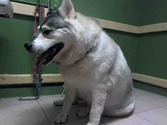 Obese Siberian husky surrendered to shelter after struck by golf club in the face