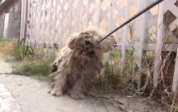 He’d Never Been Touched By A Human, But Watch When They Start To Shave Him