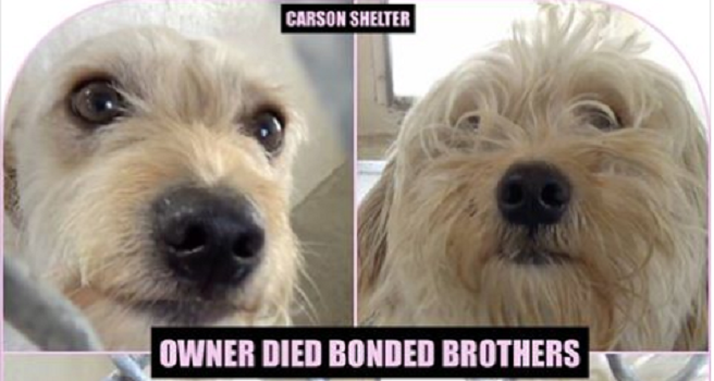 Bonded dogs at busy animal control after death of their owner