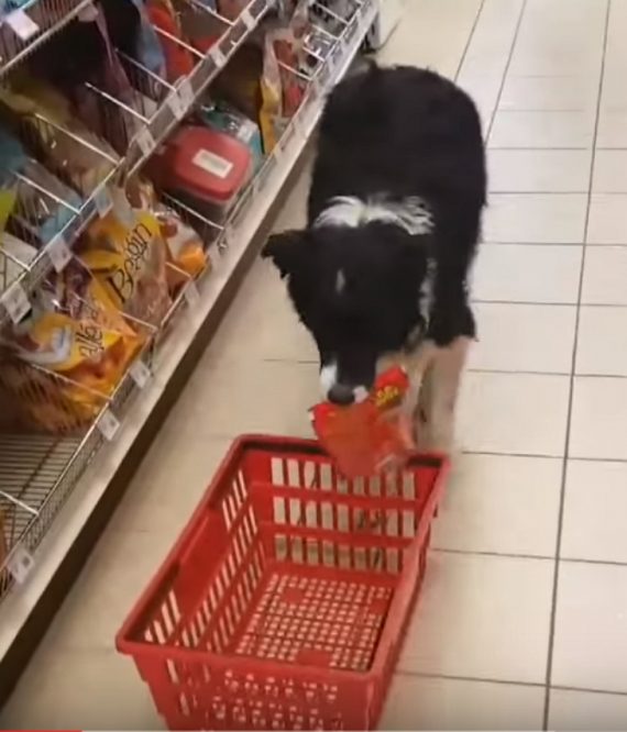 Dog Picks Out Treats At The Store—His Following Move Has Everyone’s Attention