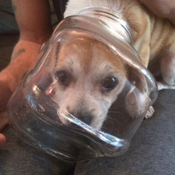 Tough cookie Buddy: Pup gets head caught in jar licking crumbs