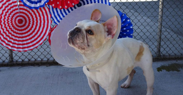 Hundreds Of Potential Pet Parents Lined Up At This Shelter For 15 Very Special Dogs