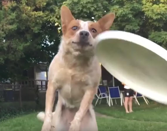 These Dogs Tried Their Best, But The Adorable Fails Were Inevitable