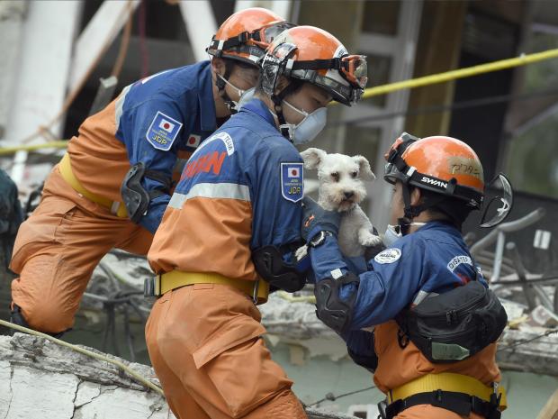 Dog Rescued From Quake Debris Inspires Hope in Mexico City