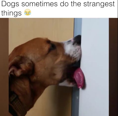 Dogs Being Weird: Two Minutes That Will Make You Smile Today