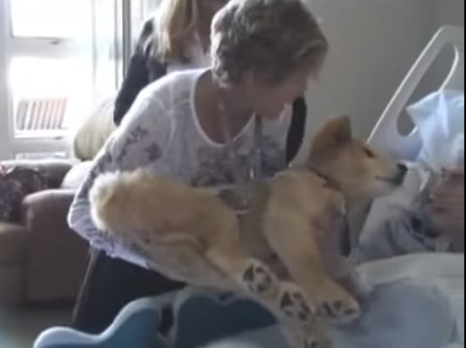 Dying Woman Holds Him Close In One Of The Most Special Moments Of This Therapy Dog’s Life