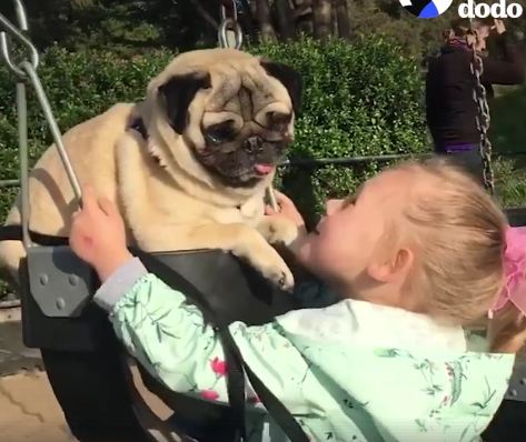 Little Girl Loves Her Pugs, But Talulahbelle’s Her Special Senior