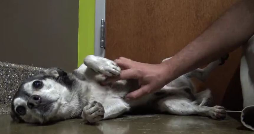 Dog Evaded Capture For 2 Years But What He Did After Caught Brought Tears To His Rescuer’s Eyes