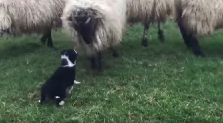 Border Collie Puppy’s First Day on the Job