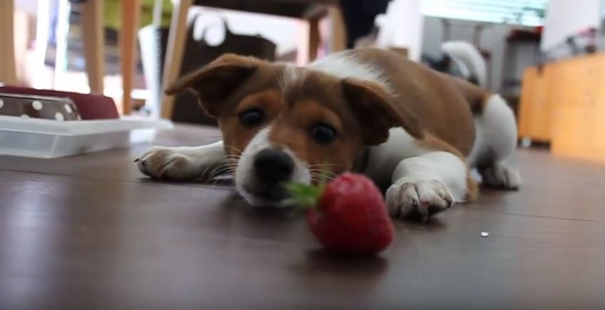 Puppies Vs. Strawberries: The Ultimate Showdown