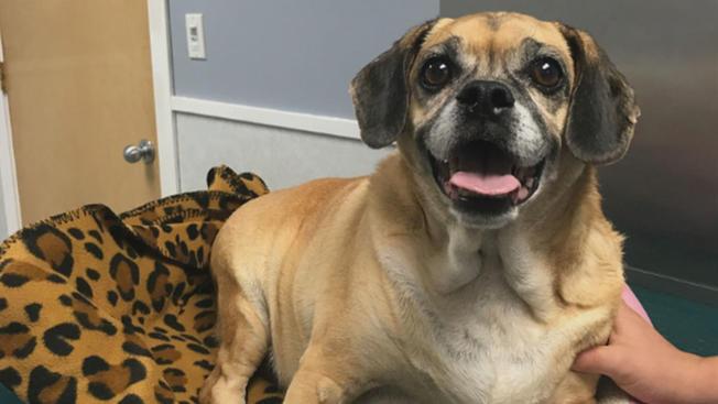 Someone abandoned a senior dog, tied to a pole – reward offered