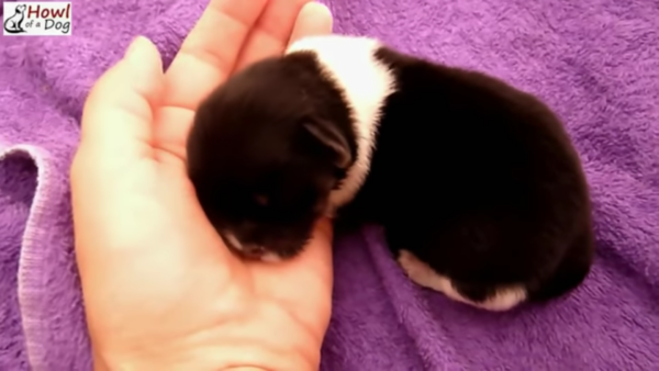 Fragile Newborn Puppy Discarded Like Trash on Romanian Street Faces Uphill Battle