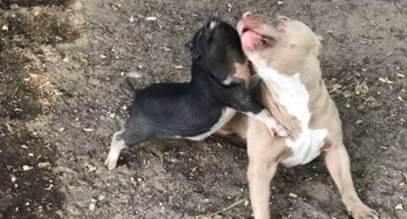 Playful Pig & Pibble Run Amok … Until The Cops Show Up!
