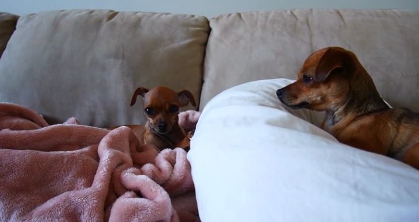 Super Talkative Chihuahua Annoys Her Sister