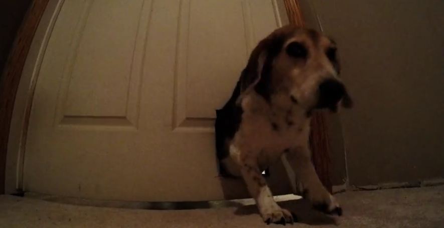 Pooch Is Caught Stealing On Camera, And His Reaction Had Us In Stitches