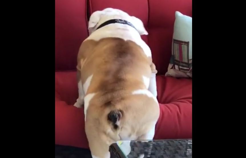 Persistent bulldog eventually conquers sofa