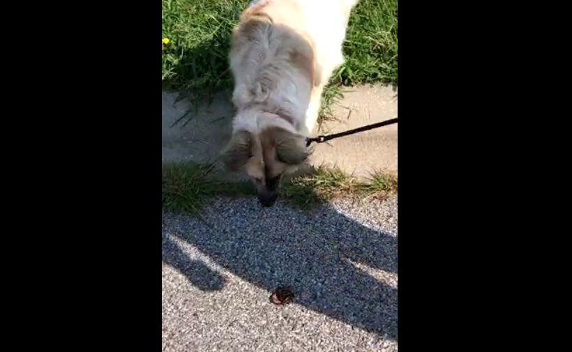 Sweet Dog Rescues Worms