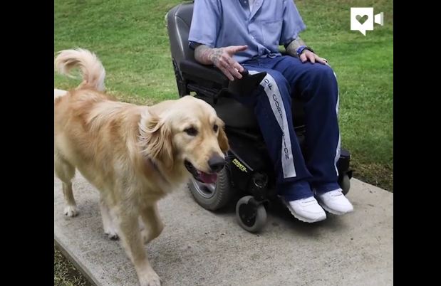 Man Thinks He’s Going To A Meeting, Gets A Service Dog Instead