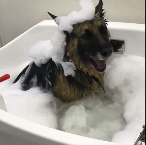 German Shepherd In Jacuzzi Is Having A Better Day Than You