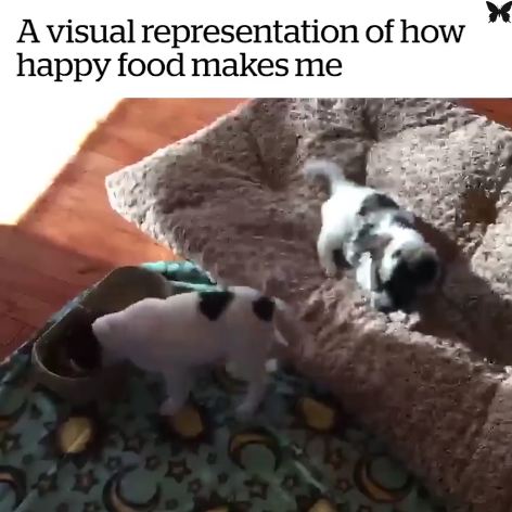 This Puppy’s Mealtime Happy Dance Will Make Your Day!