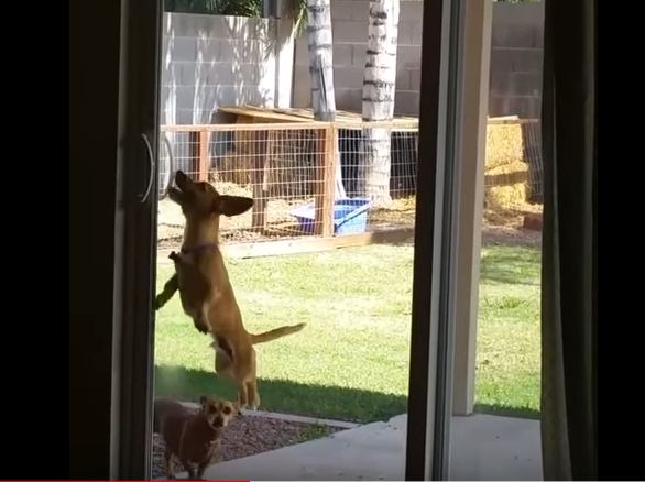 Talented Little Dog Figures Out How to Open Sliding Glass Door