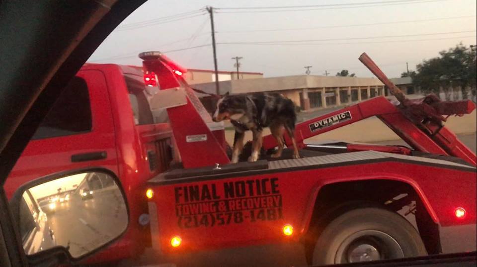 Woman outraged after seeing dog on back of tow truck on busy highway