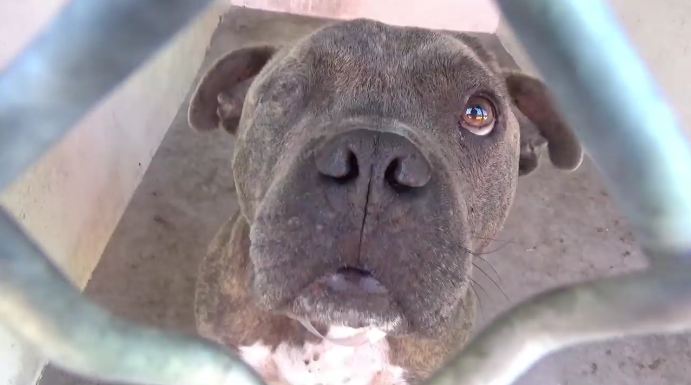 One-eyed dog at animal shelter in danger