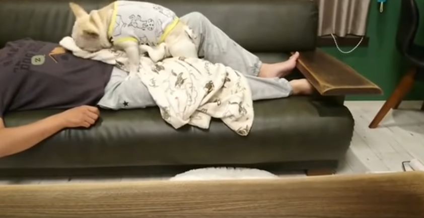 Loving French Bulldog Covers His Sleeping Dad With Blanket