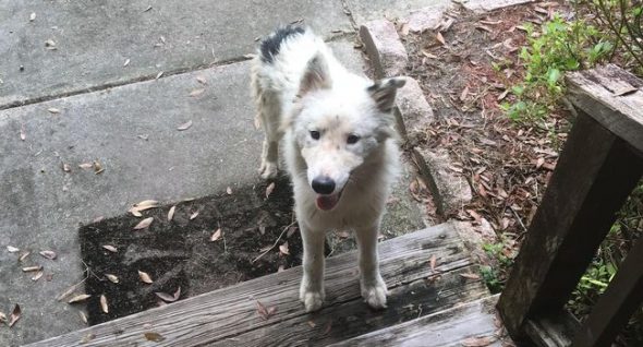 A Suffering Stray Turned Up At Her Door Before Irma. Now They’ll Stay Together Forever.