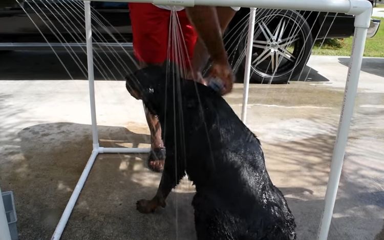 DIY For Dog Lovers: Make Your Own Outdoor Doggie Shower!