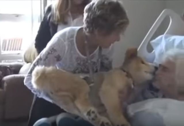 Dying Woman Holds Him Close In One Of The Most Special Moments Of This Therapy Dog’s Life