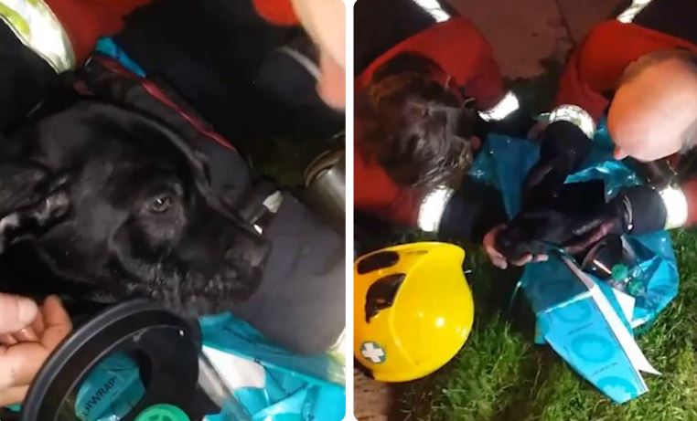 Unconscious Dog Pulled From Smoky Building Is Saved Thanks To New Firefighter Procedure