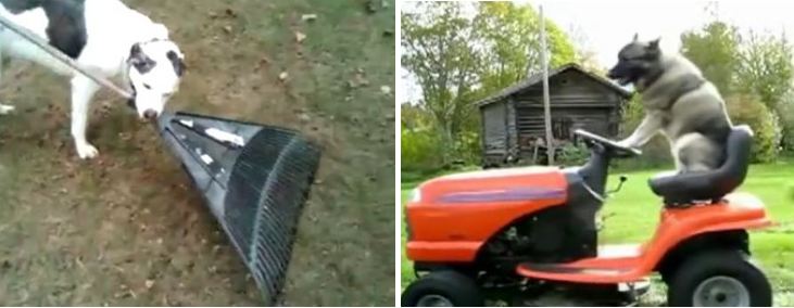 These Puppies Make Chores Harder by ‘Helping’ and Their Owners Are Loving It