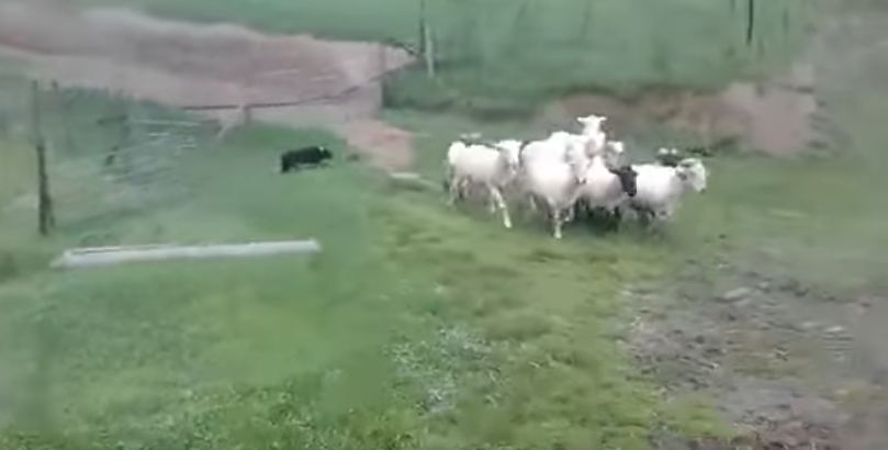 Impressive Border Collie Herds Sheep into Barn at Lightning Speed