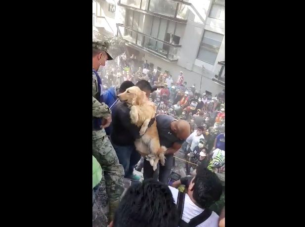 Golden Retriever Pulled Alive From The Rubble Of Deadly Earthquake