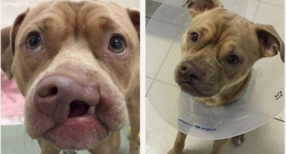 Dog With Cleft Palate Was In Shelter For Months. Now He’s Adopted & Healing Post-Surgery!