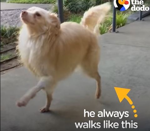 This Dog Prances Wherever He Goes!