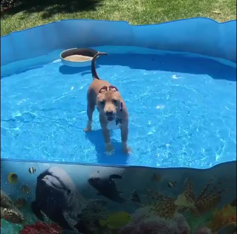 Pibble In A Pool!