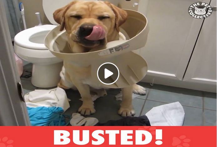 Ready To Laugh? Watch These Guilty Pups Get BUSTED!