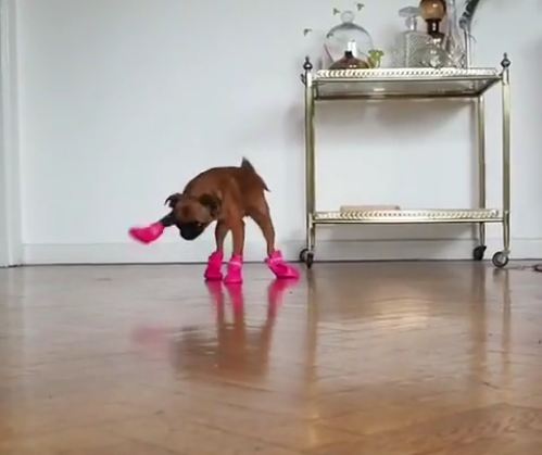 Puppy comically struggles to walk with new boots