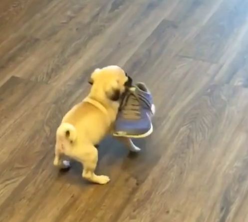 Newborn puppy picks up shoe – adorably struggles to carry it