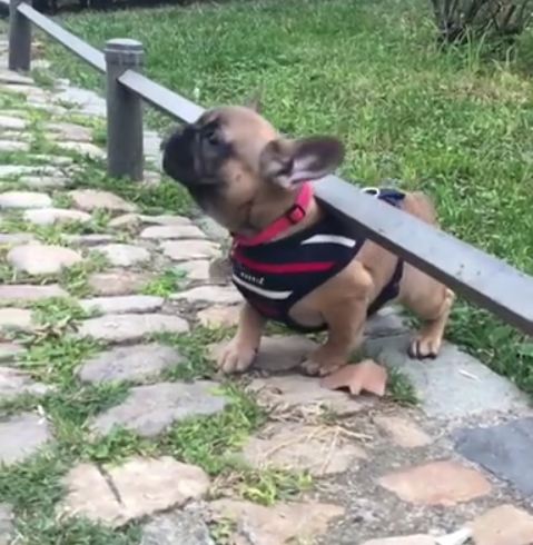 Puppy adorably struggles to get back on pathway