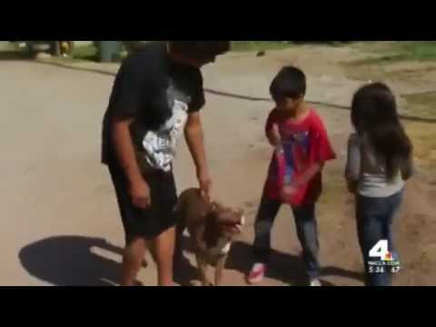 Dog Seen Calmly Playing With Kids After Cop Shoots Himself Trying To Kill Her